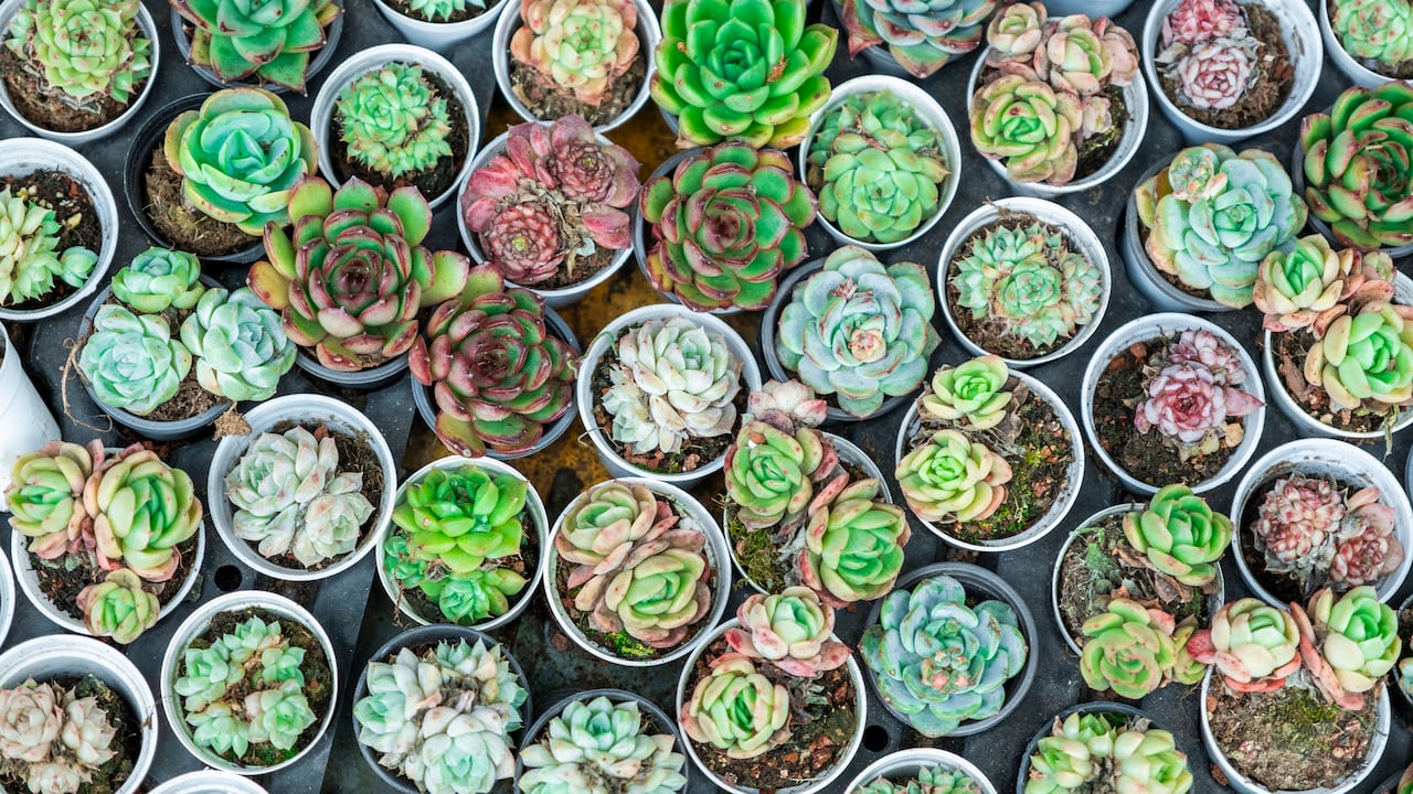 Las suculentas cambian de color con el proceso de fotosíntesis.