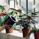 Una fruta tropical no solo enriquece la dieta humana con sus nutrientes, sino que también puede enriquecer el crecimiento de la cuna de Moisés, favoreciendo su florecimiento gracias a su contenido de potasio.