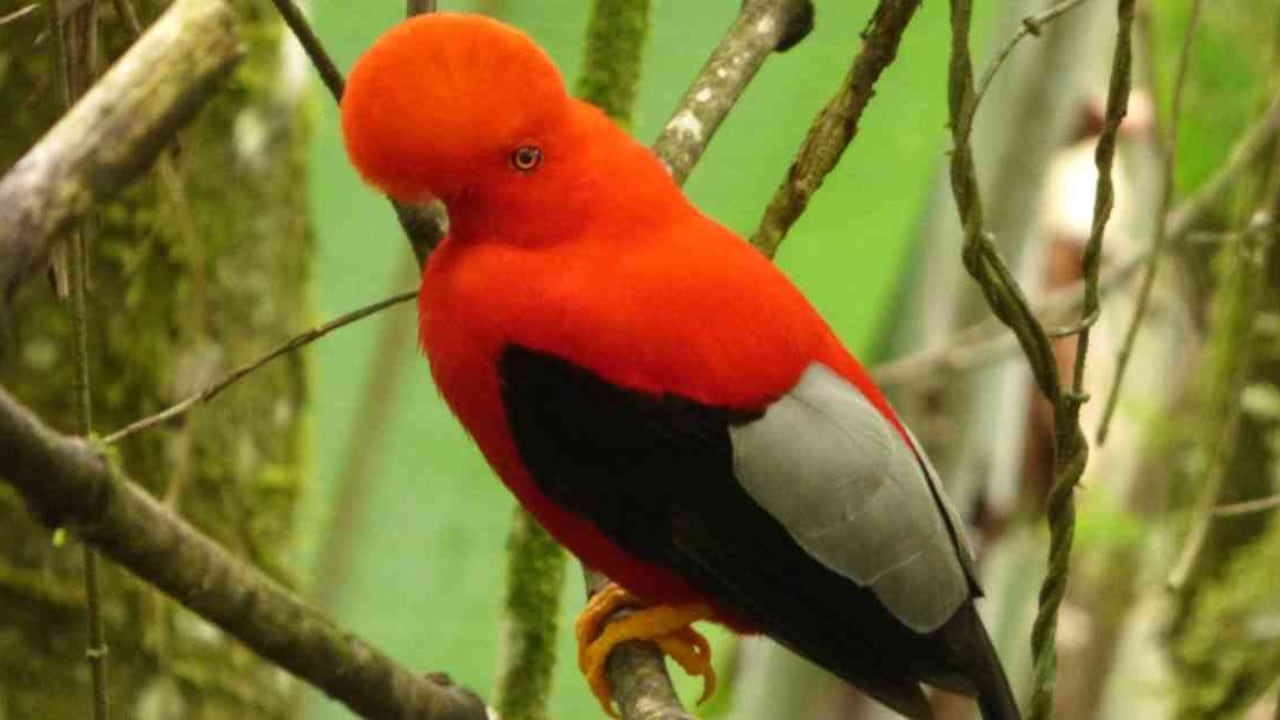El Gallito de roca andino sería una de las especies que podría llegar a verse afectada por la licencia que entregó la Anla a una empresa para cazar fauna silvestre. Foto: Luis Carlos Mora - Colombia hoy