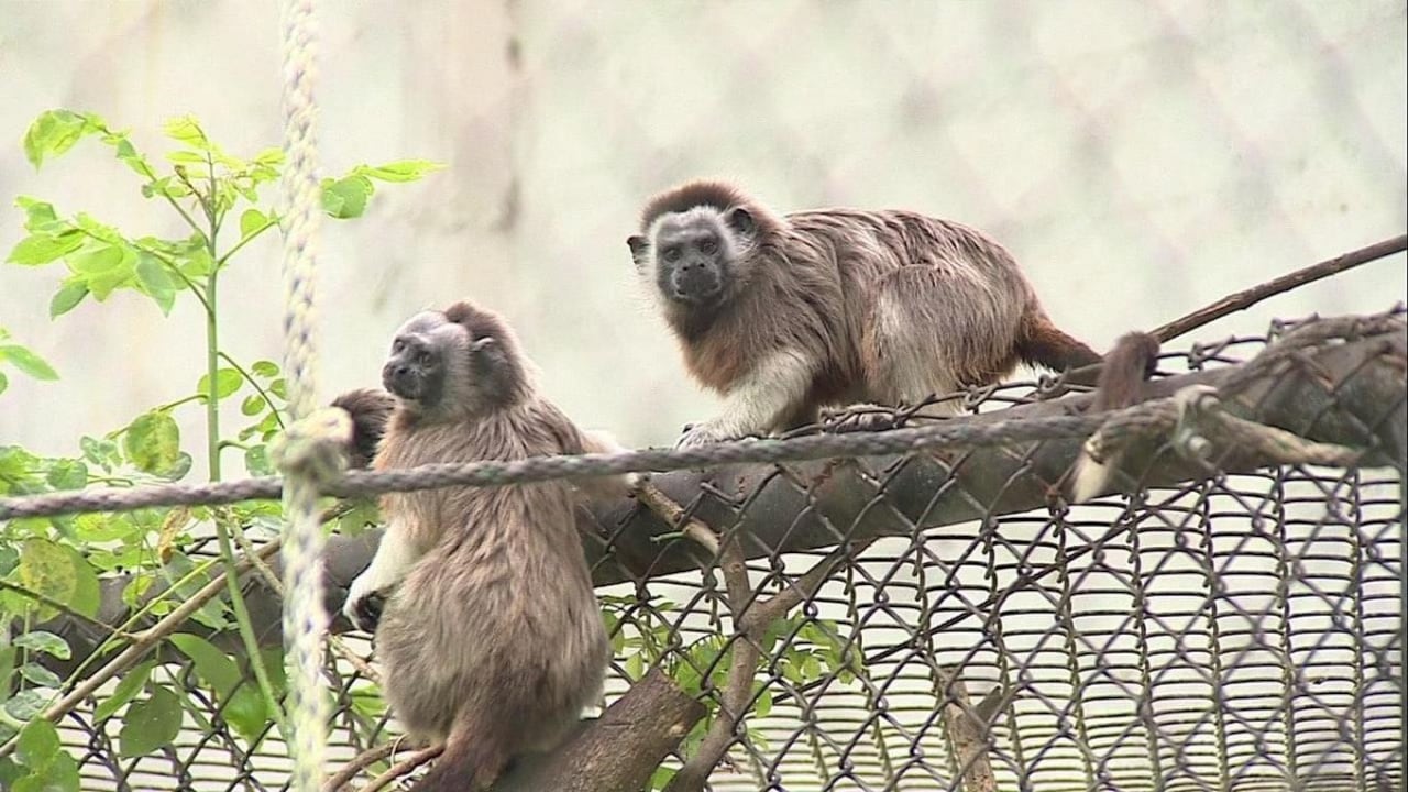 Monos tití grises del resguardo La Rivera, en la Unión.