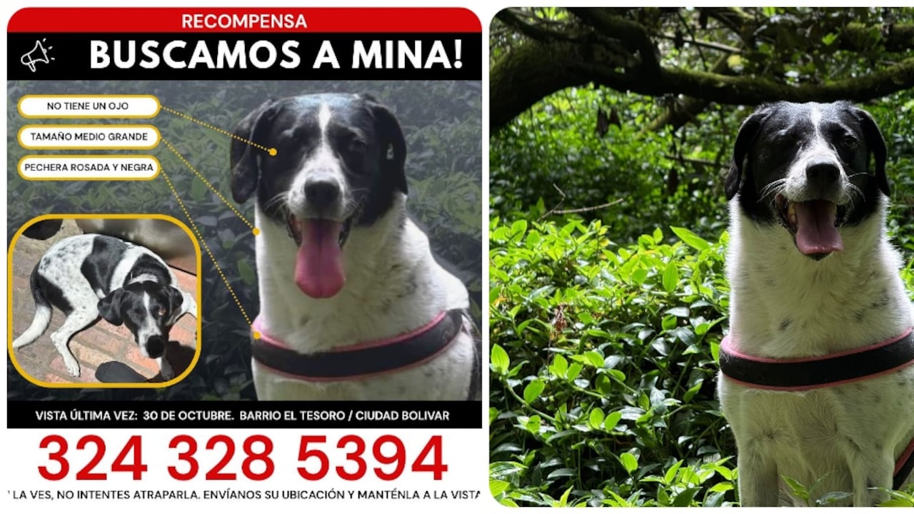 Mina, perrita perdida en Bogotá y vista ene Ciudad Bolívar.