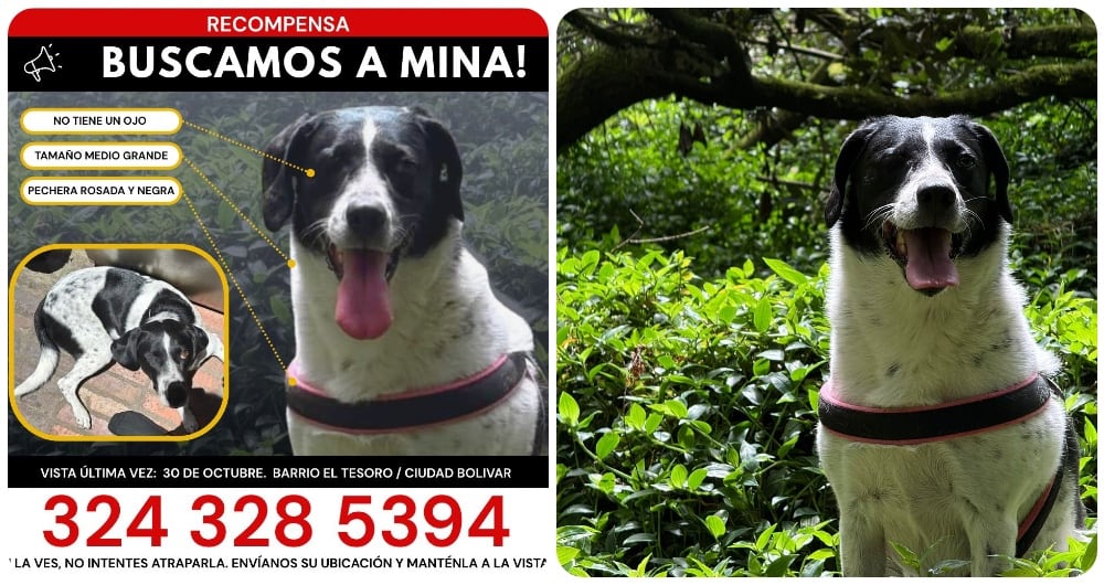 Mina, perrita perdida en Bogotá y vista ene Ciudad Bolívar.