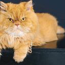 Akira es una gata de raza persa. Tiene ocho años y los principales cuidados de su salud radican en una alimentación adecuada.