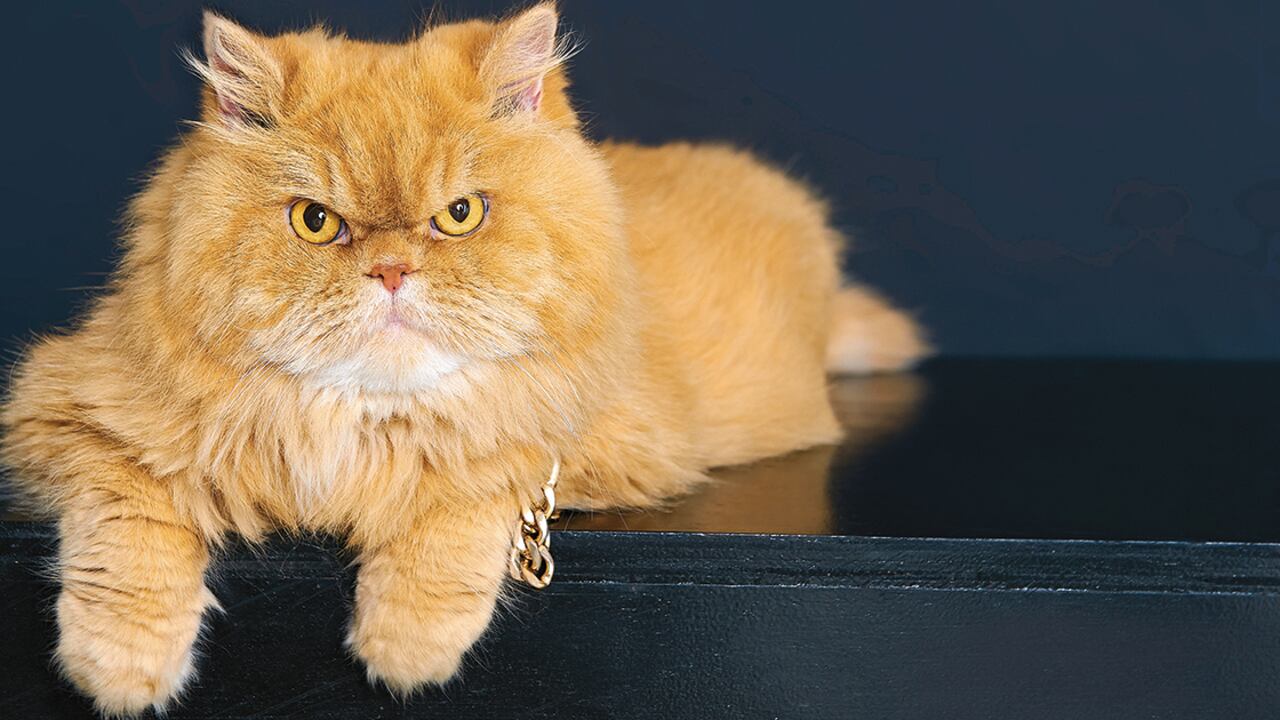 Akira es una gata de raza persa. Tiene ocho años y los principales cuidados de su salud radican en una alimentación adecuada.