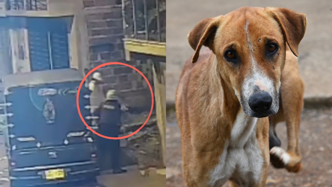 Indignación en Barbosa, Santander, por policía que le disparó a un perro.