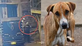 Indignación en Barbosa, Santander, por policía que le disparó a un perro.