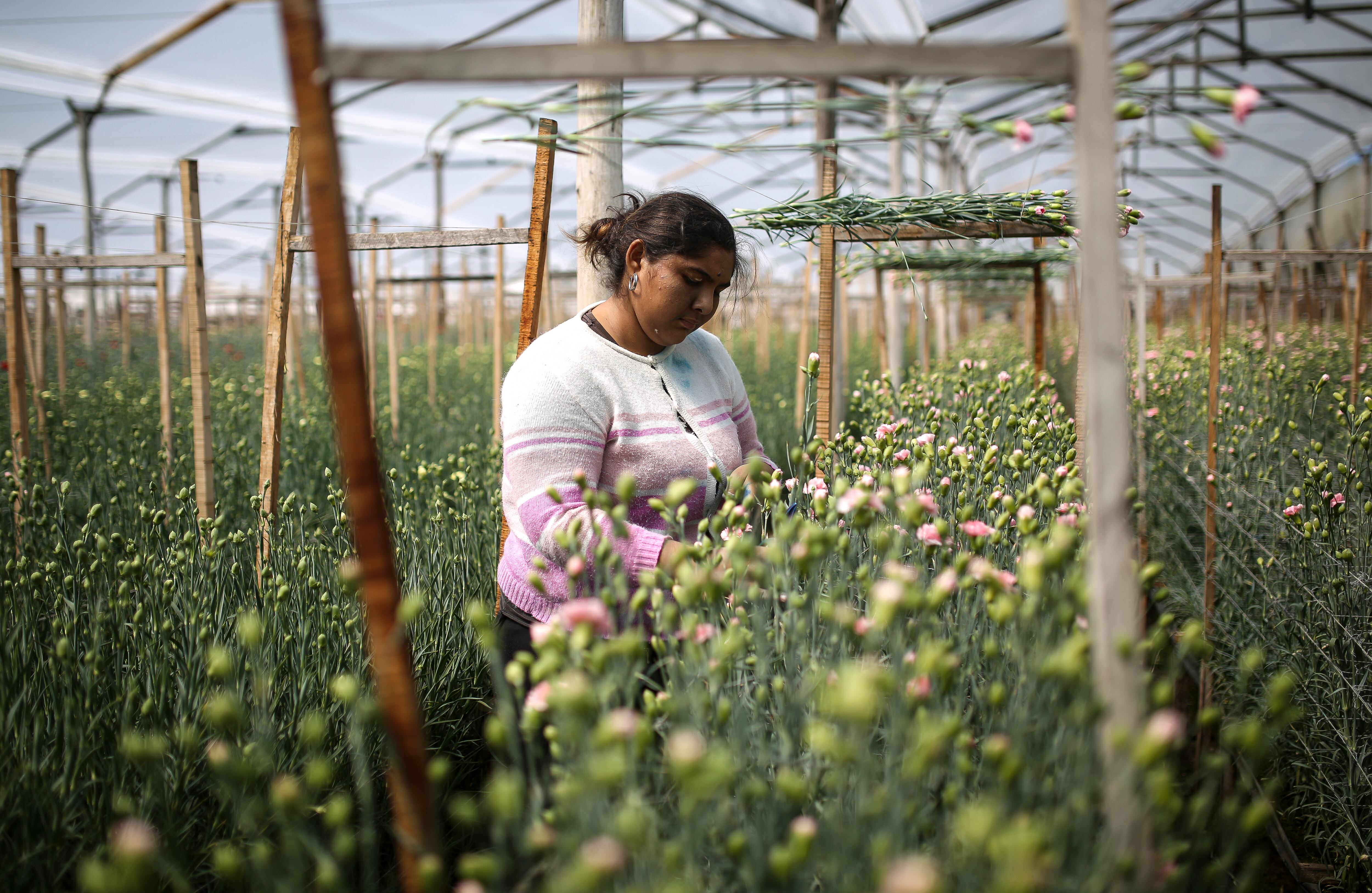 Flores, el regalo tradicional en el día de la madre