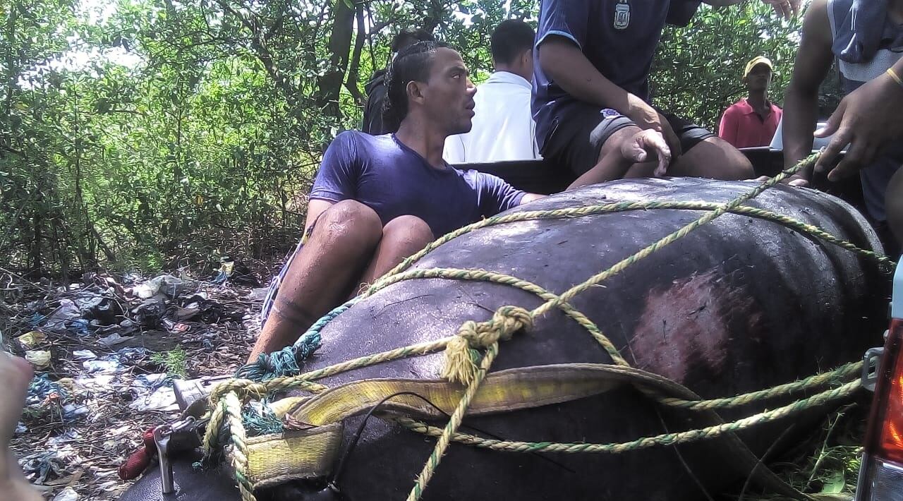 Manatí muerta en Tasajera
