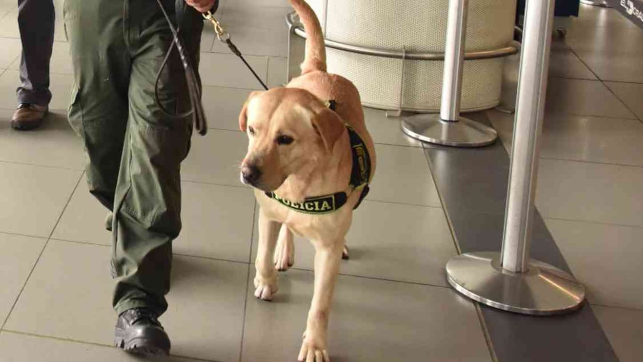 Con su olfato y astucia, Poly ayudó al rescate de cerca de 10.000 animales que eran víctimas de tráfico ilegal. Foto: Policía Nacional