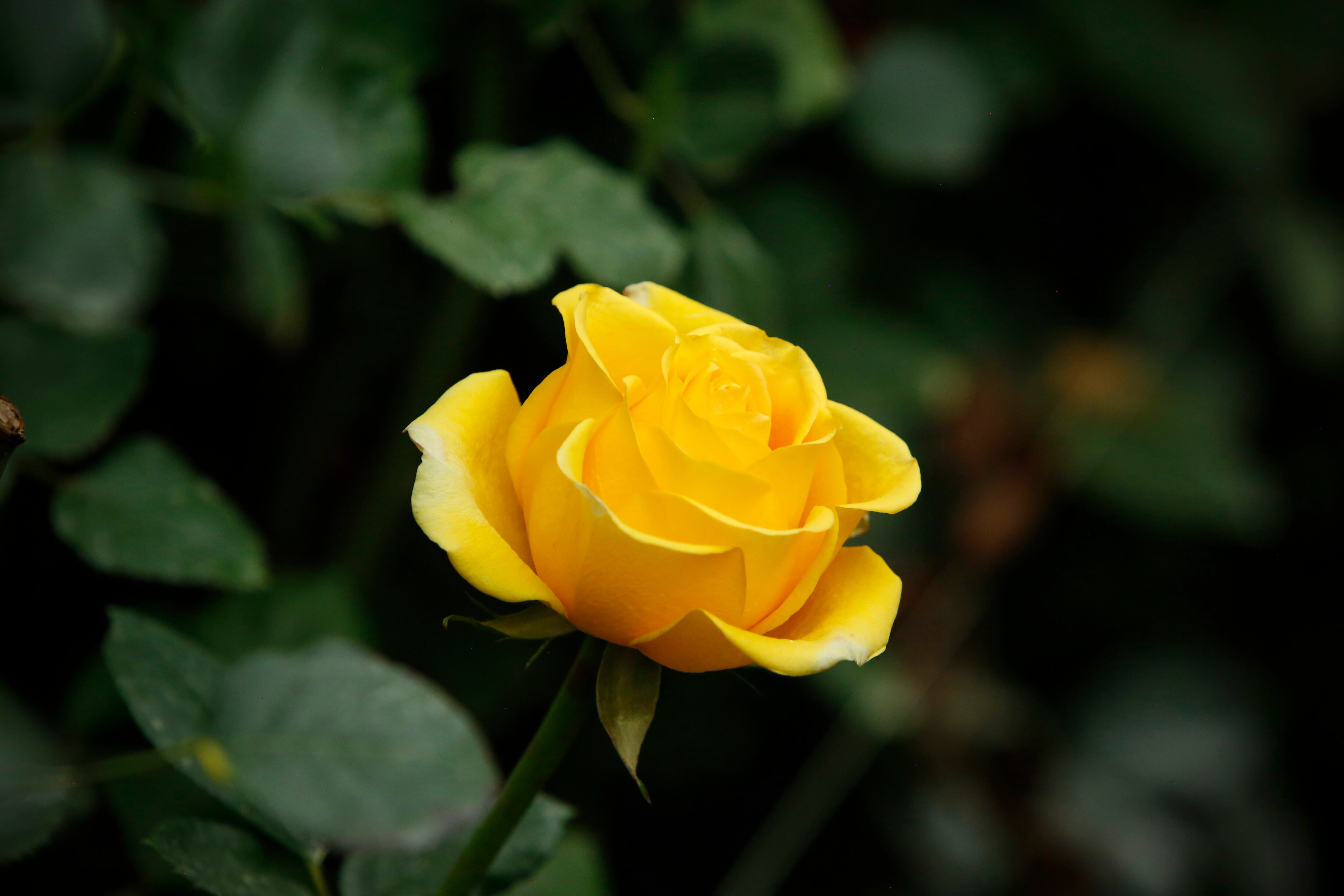 Flores san valentín