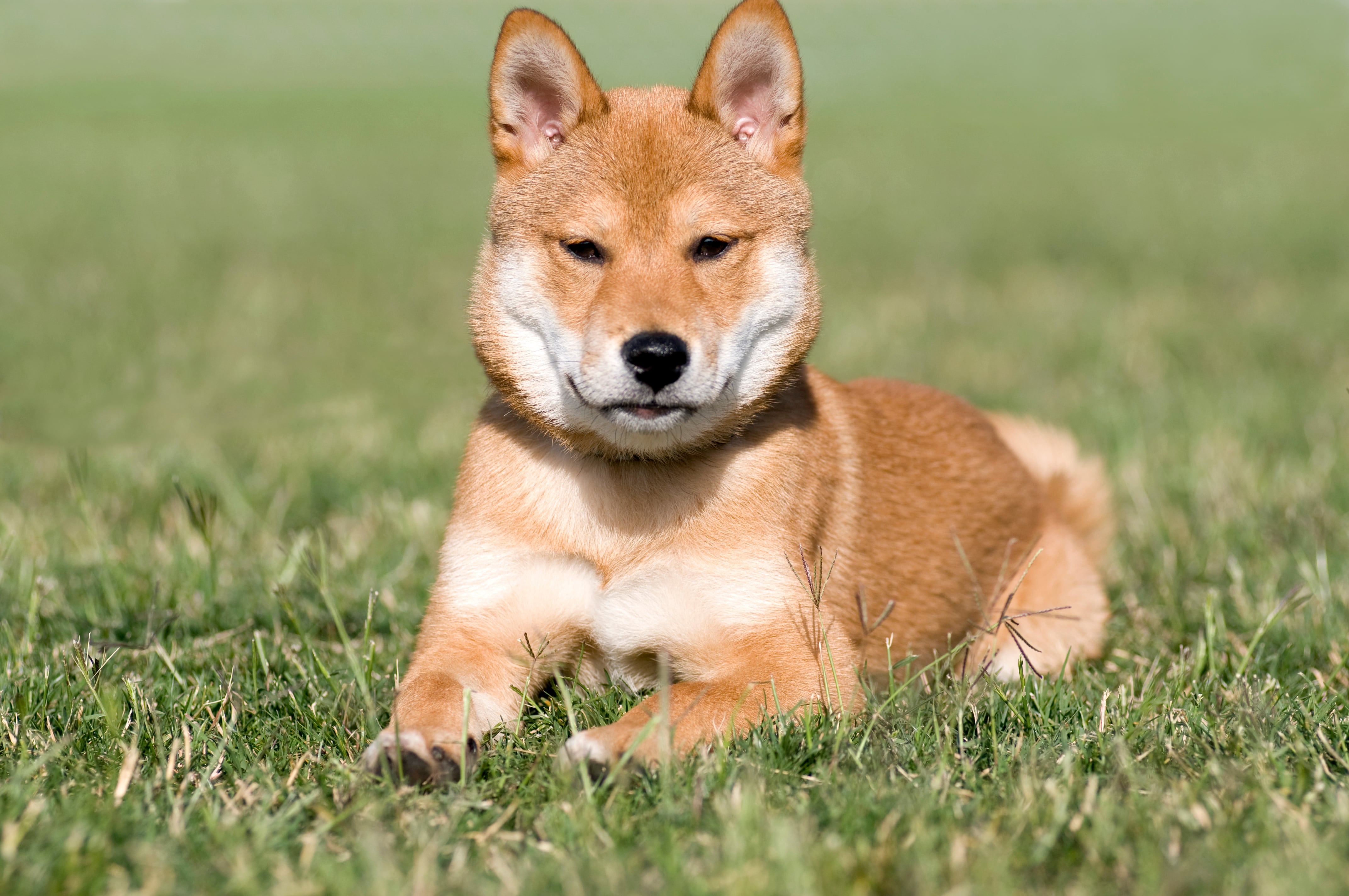 Perro Shiba Inu subastado en China