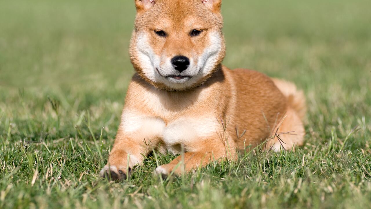 Perro Shiba Inu subastado en China
