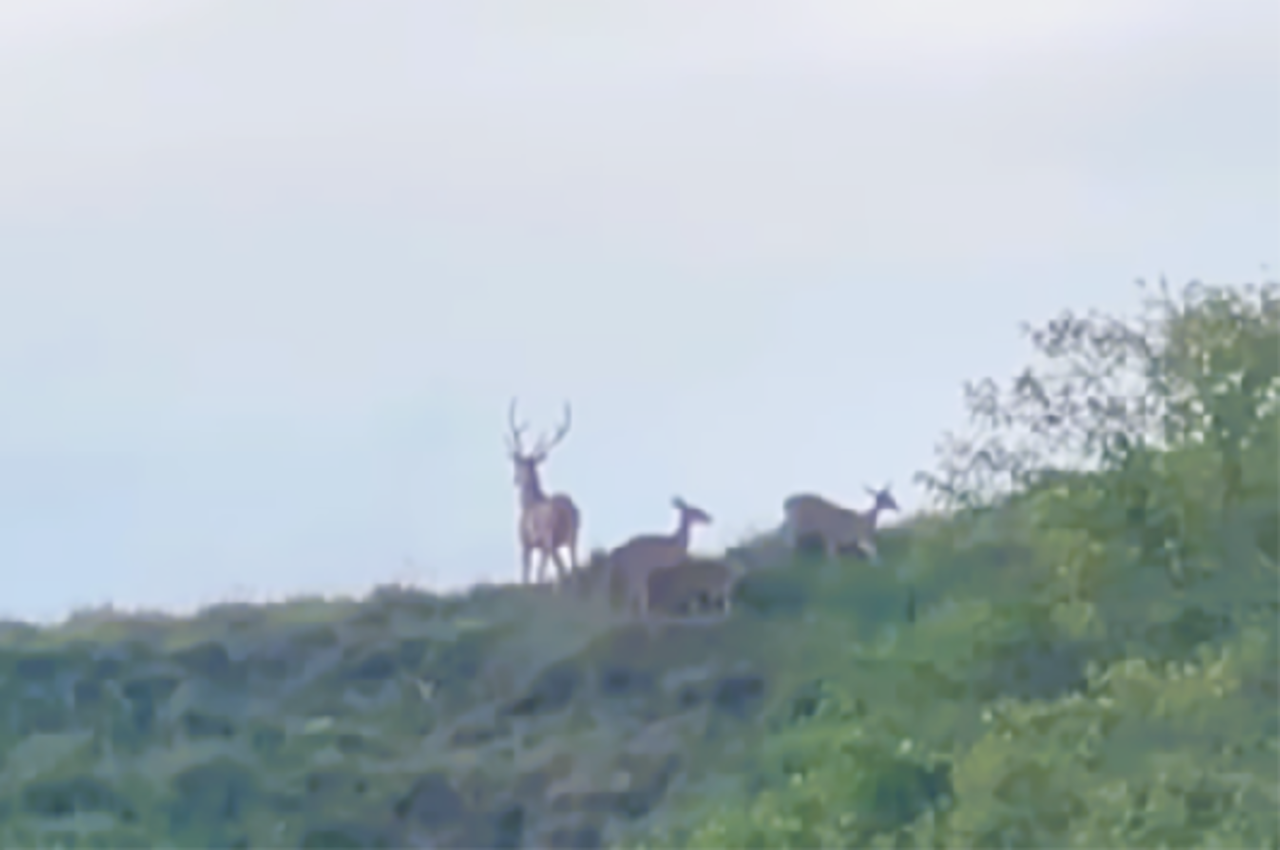 Ciervos chitales avistados en Antioquia.