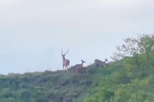 Ciervos chitales avistados en Antioquia.