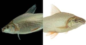 Los bocachicos y peces comelón cantan cuando van a reproducirse. Fotos: Jorge García Melo / TNC Colombia