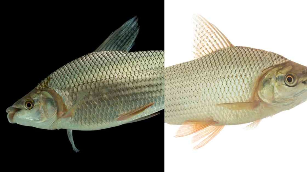 Los bocachicos y peces comelón cantan cuando van a reproducirse. Fotos: Jorge García Melo / TNC Colombia