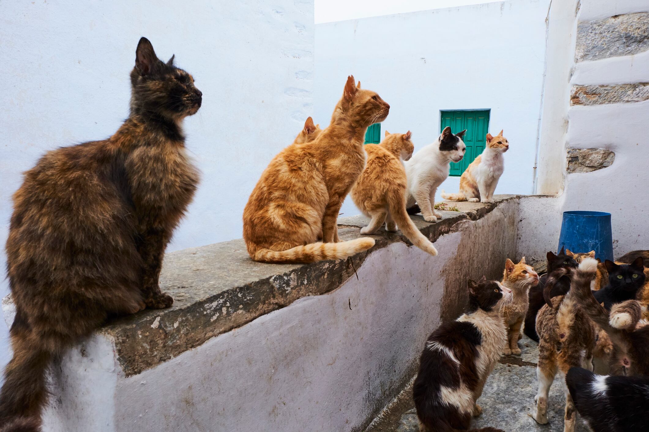El gen FBXW7 apareció alterado en la mitad de los casos analizados.