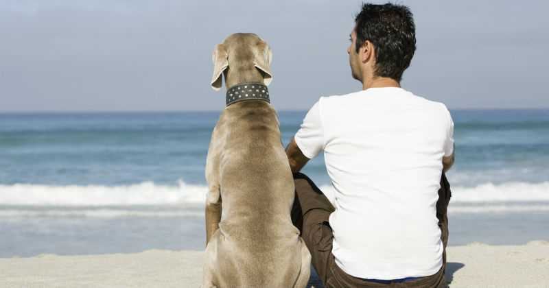 perro y hombre en la playa