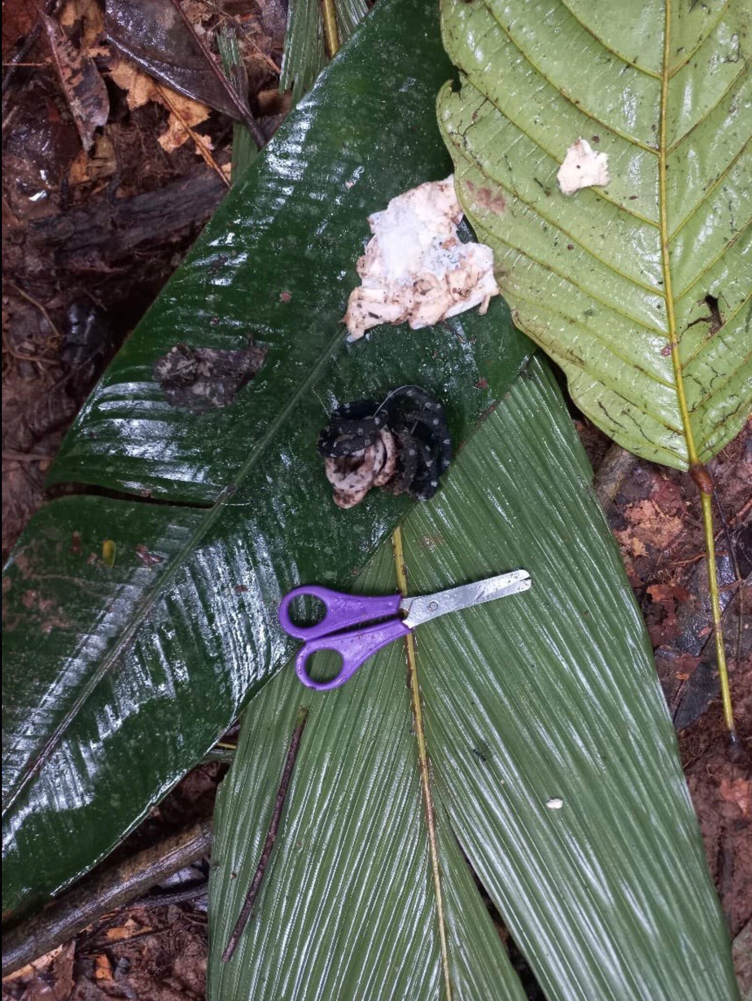 Niños avioneta accidente Caquetá