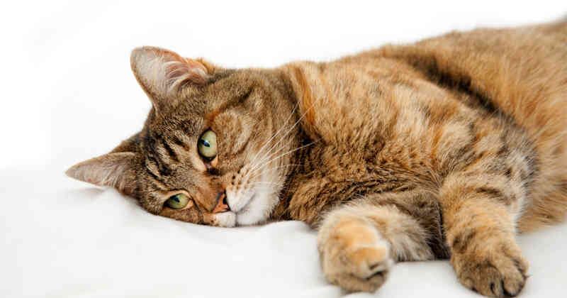 Cuanto más joven es un gato cuando se le diagnostican cálculos renales, mayor es el riesgo de que desarrolle una obstrucción ureteral.