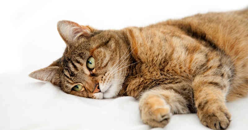 Imagen de referencia, no corresponde al caso en mención.