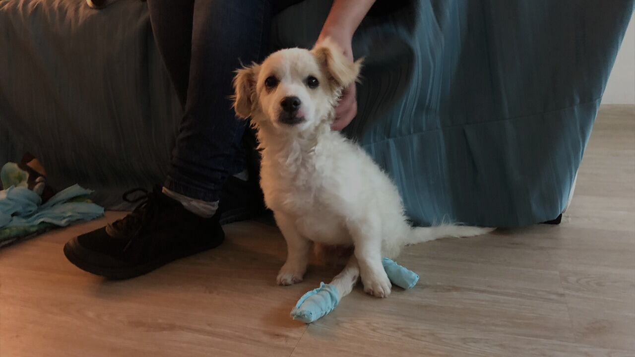 Piojito, perro rescatado en Cota, Cundinamarca