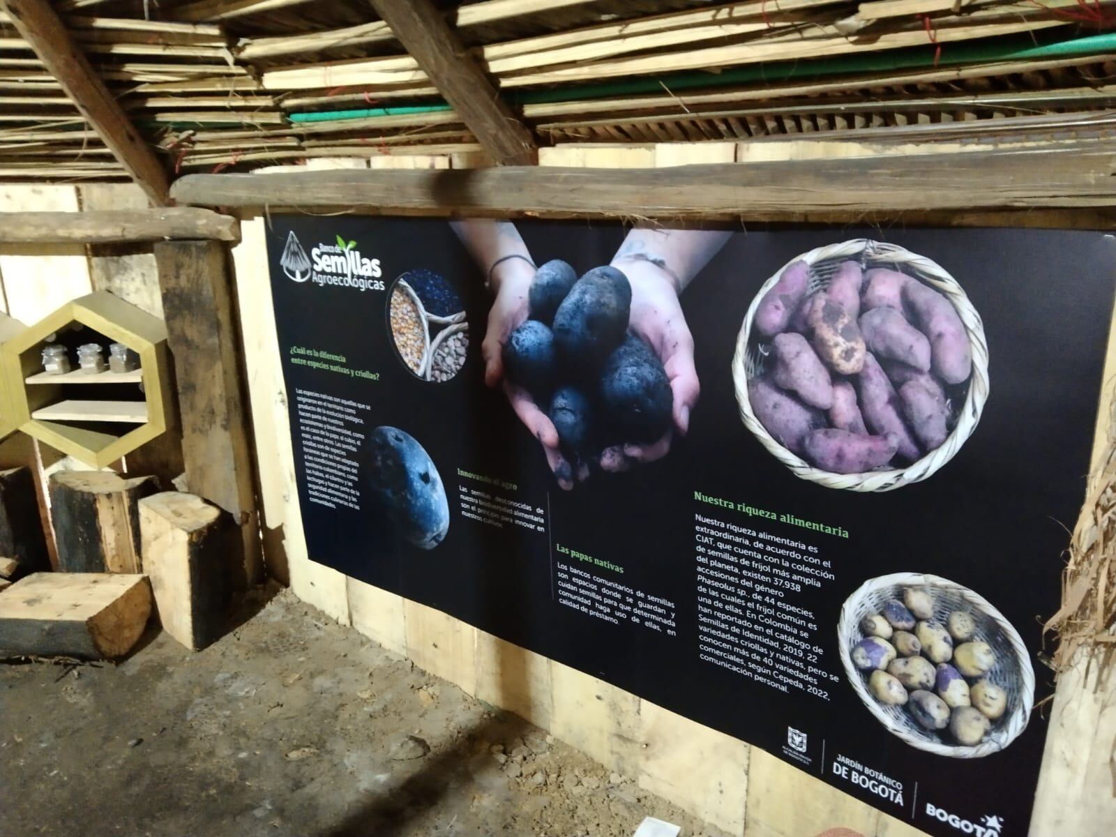 Se encuentran semillas de papas nativas con alto contenido proteíco