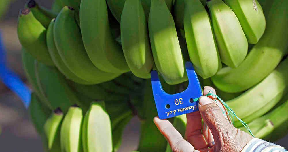 El banano del Grupo Daabon llega a más de 150 tiendas de Ito Yokado, una de las cadenas de supermercados más grandes de Japón.