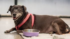 Los bebederos y platos de deben desinfectar constantemente para evitar enfermedades.