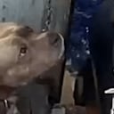 Rescatan a perrita en el centro de Bogotá.