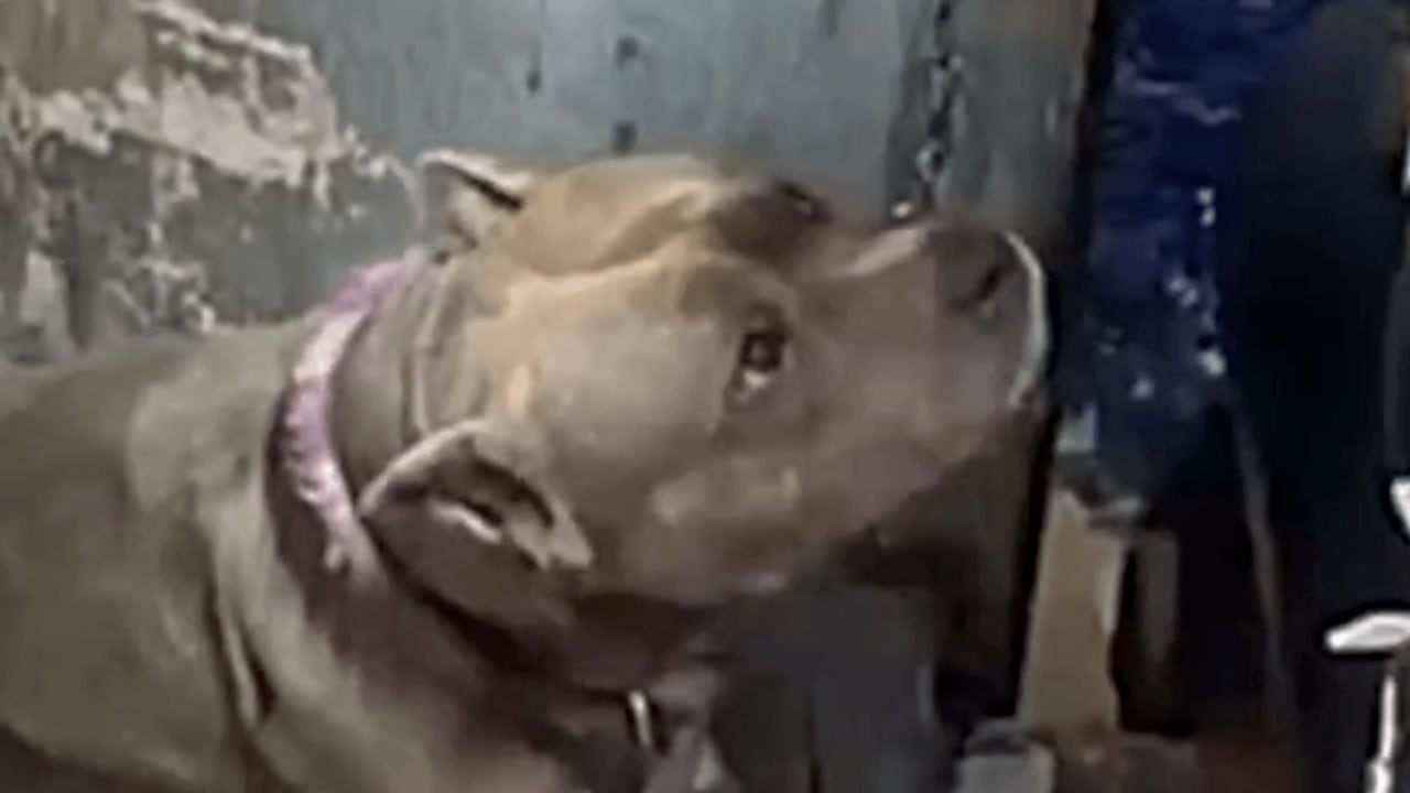 Rescatan a perrita en el centro de Bogotá.