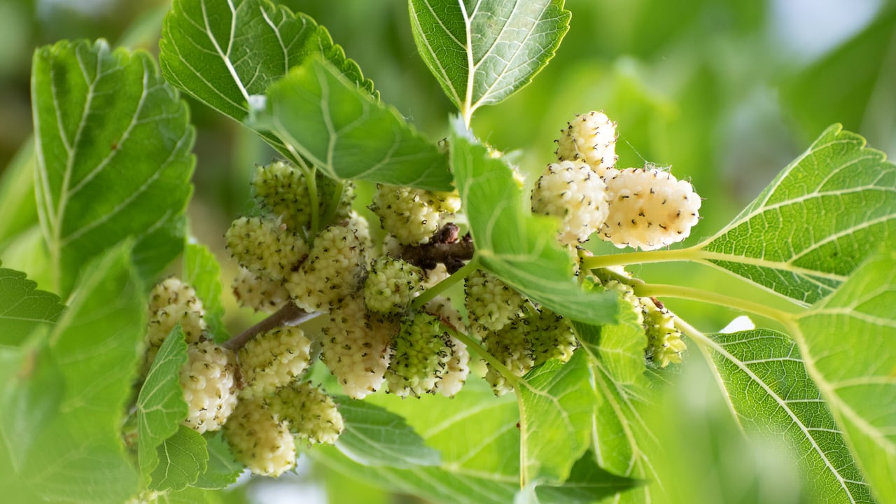 Tiene propiedades laxantes, antisépticas, antidiabéticas y antihiperlipidémicas.