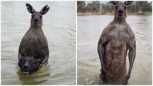 No es el primer episodio similar de 'batalla' con un canguro.