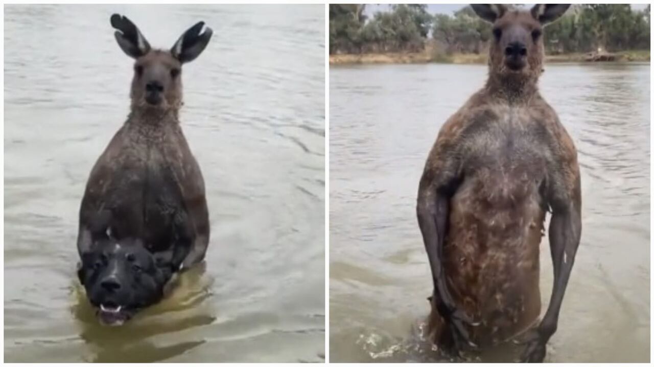 No es el primer episodio similar de 'batalla' con un canguro.