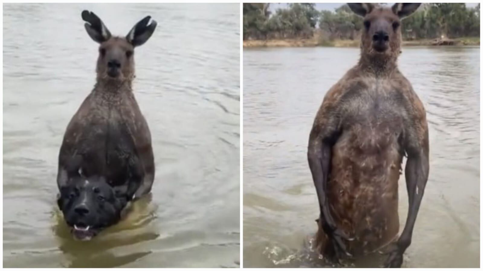 No es el primer episodio similar de 'batalla' con un canguro.
