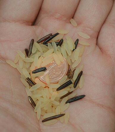 No se tiene certeza de cómo nació este ritual.