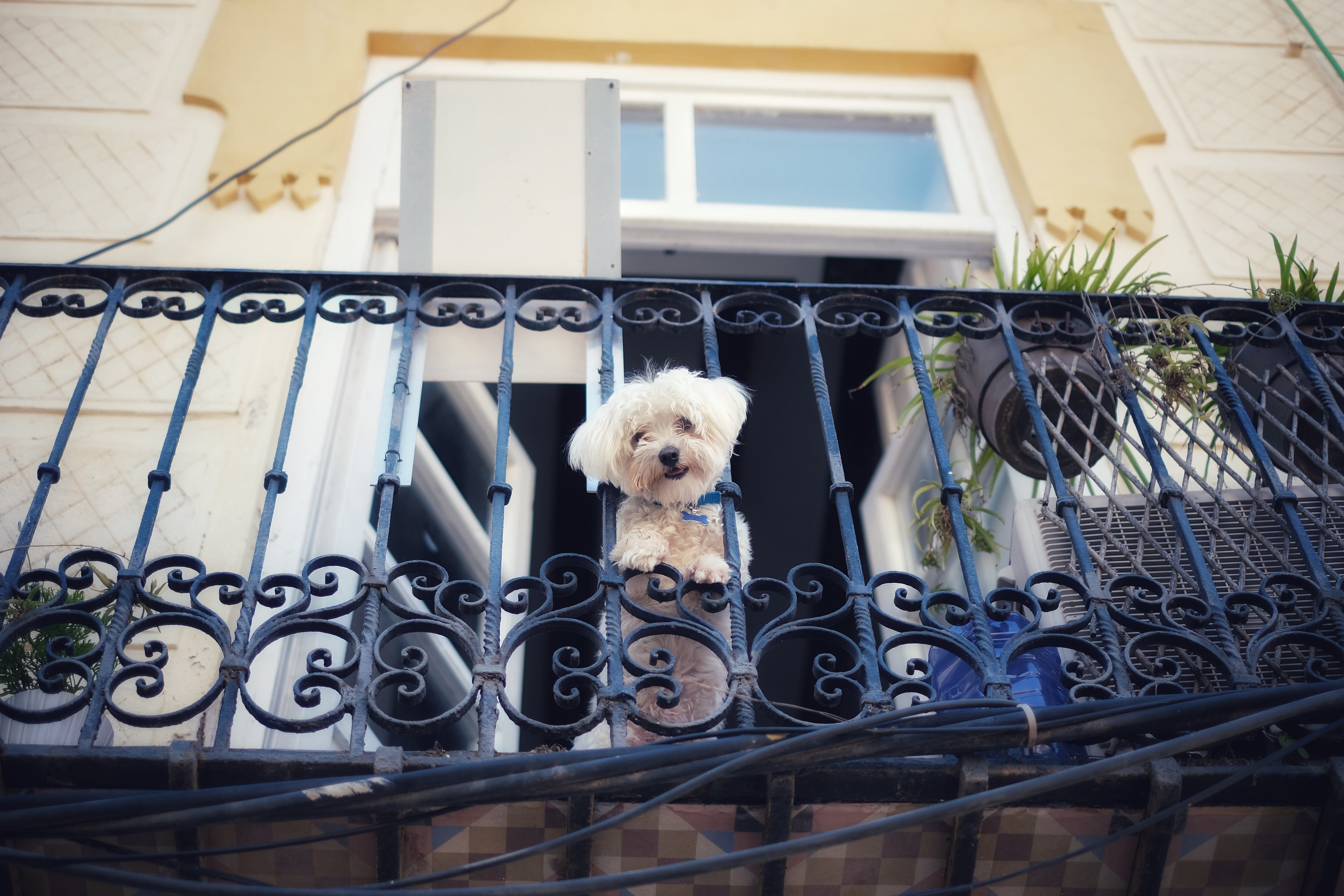 perro en el balcón