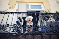perro en el balcón