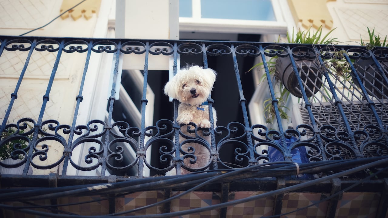 perro en el balcón