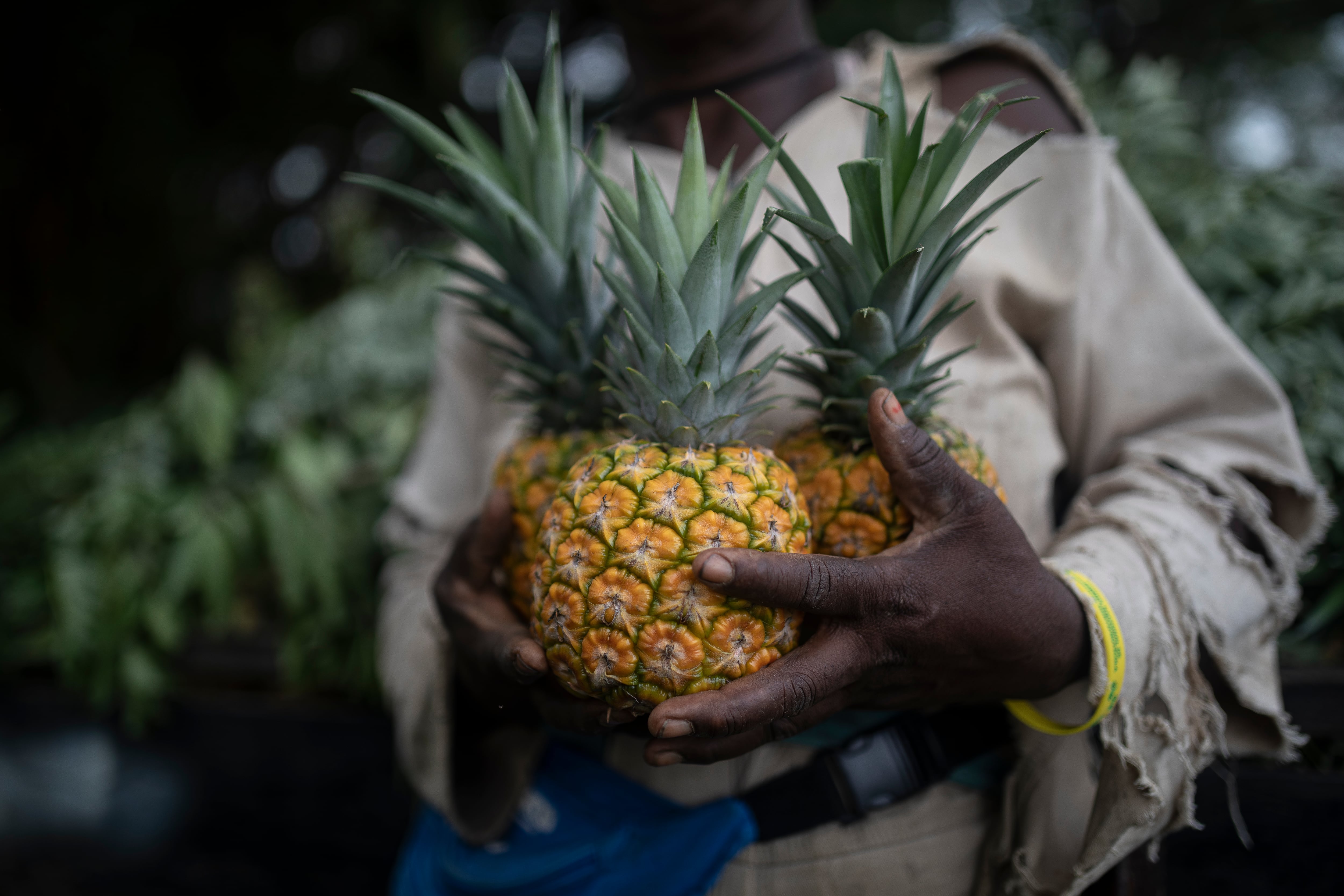 En la Hacienda Pilamo hay cultivadas 908 hectáreas de piña, caña de azúcar y yuca.