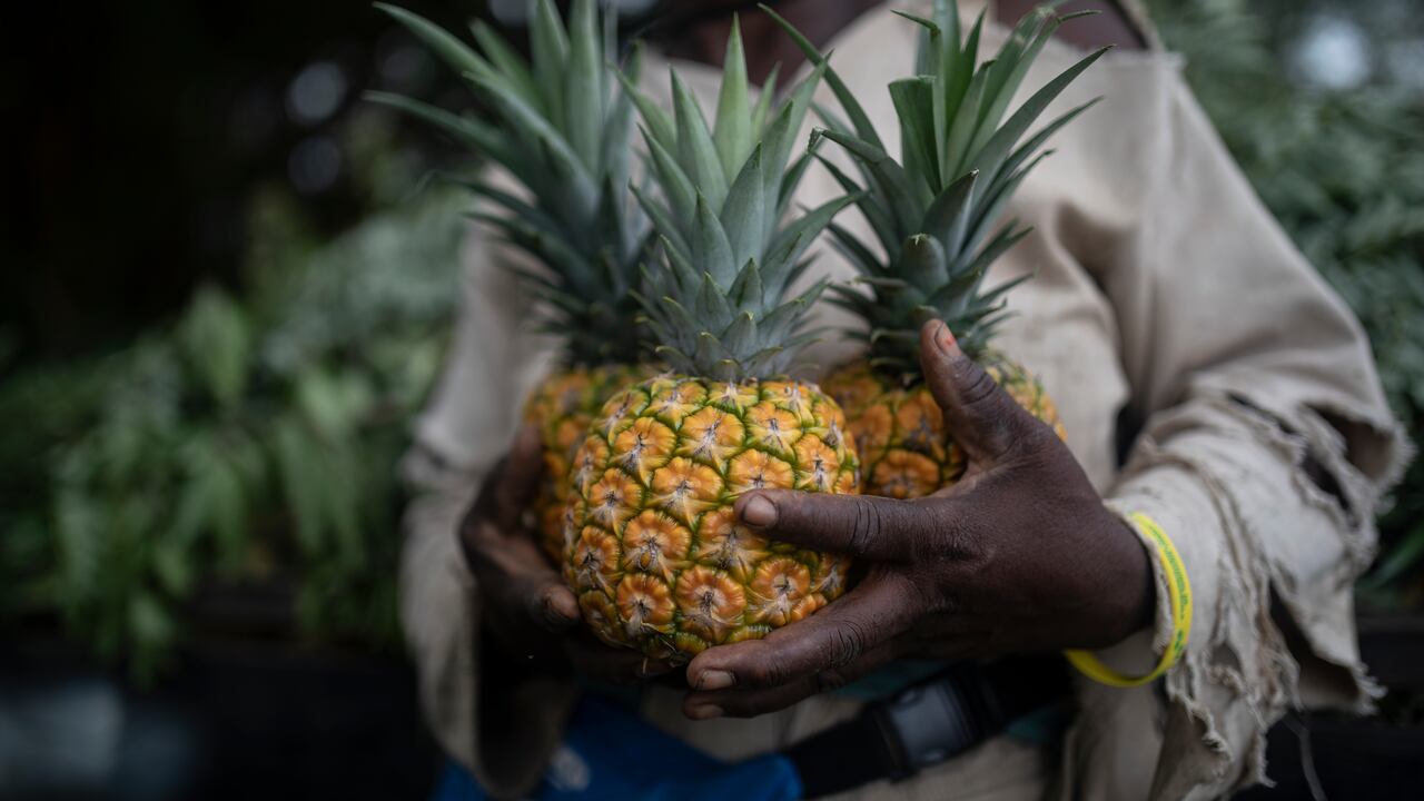 En la Hacienda Pilamo hay cultivadas 908 hectáreas de piña, caña de azúcar y yuca.