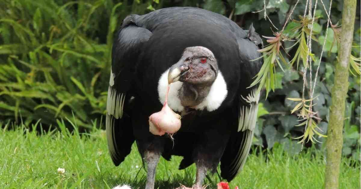 El cóndor de los Andes es una de las especies en peligro crítico de extinción en Colombia. Foto: Parque Jaime Duque.