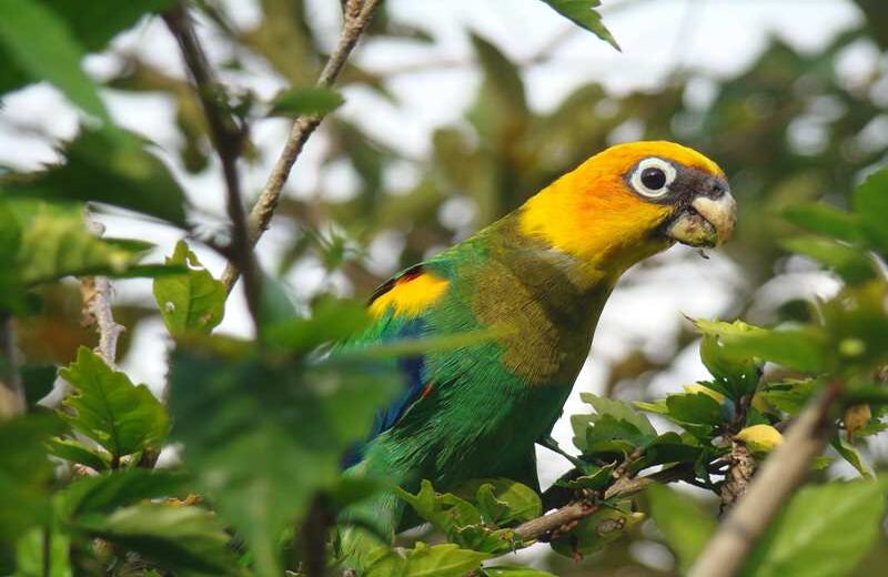 Cotorra Cariamarilla. Foto: Carlos Mario Wagner