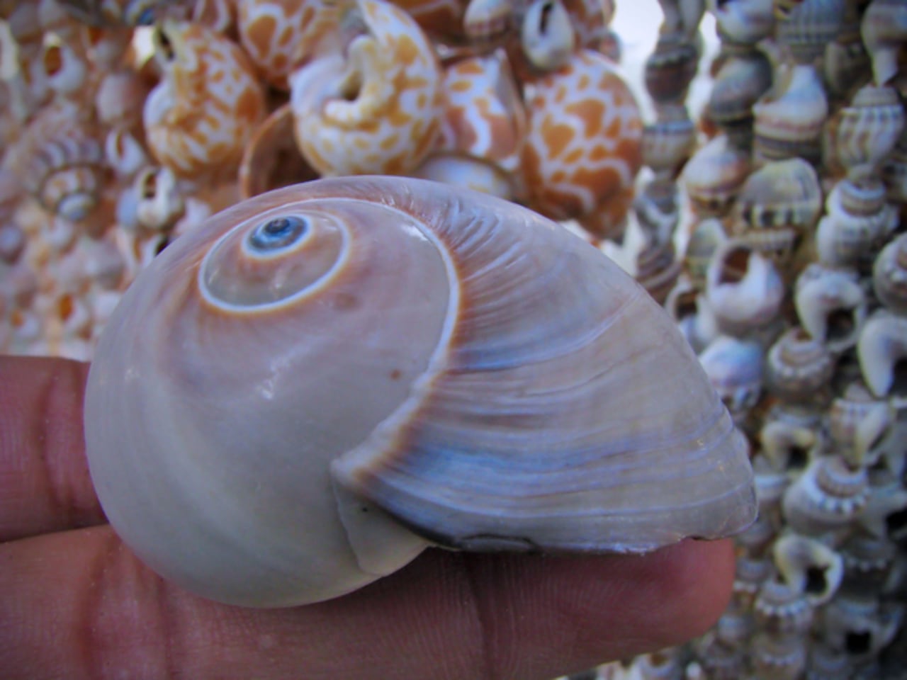 Jewelry and decorative stuff made out of seashells are seen on display for sale at various stalls set by the Clifton Beach of Karachi.