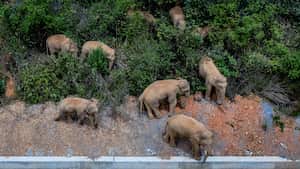 Foto aérea tomada el 28 de mayo de 2021 muestra una manada de elefantes asiáticos salvajes en el condado de Eshan, ciudad de Yuxi, provincia de Yunnan, suroeste de China. Las autoridades están rastreando a 15 elefantes asiáticos salvajes en la provincia de Yunnan, suroeste de China, mientras la manada migra hacia el norte. Los elefantes ahora deambulan por el condado de Eshan, luego de un largo viaje desde la prefectura más al sur de la provincia a partir del 16 de abril. Actualmente se encuentran a menos de 50 km de la capital provincial, Kunming, dijo la administración provincial de bosques y pastizales. Las imágenes de monitoreo muestran que la manada incluye seis elefantes hembras adultas, tres machos adultos, tres subadultos y tres cachorros. Foto: Hu Chao / Xinhua a través de Getty Images.