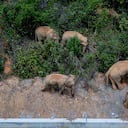 Foto aérea tomada el 28 de mayo de 2021 muestra una manada de elefantes asiáticos salvajes en el condado de Eshan, ciudad de Yuxi, provincia de Yunnan, suroeste de China. Las autoridades están rastreando a 15 elefantes asiáticos salvajes en la provincia de Yunnan, suroeste de China, mientras la manada migra hacia el norte. Los elefantes ahora deambulan por el condado de Eshan, luego de un largo viaje desde la prefectura más al sur de la provincia a partir del 16 de abril. Actualmente se encuentran a menos de 50 km de la capital provincial, Kunming, dijo la administración provincial de bosques y pastizales. Las imágenes de monitoreo muestran que la manada incluye seis elefantes hembras adultas, tres machos adultos, tres subadultos y tres cachorros. Foto: Hu Chao / Xinhua a través de Getty Images.
