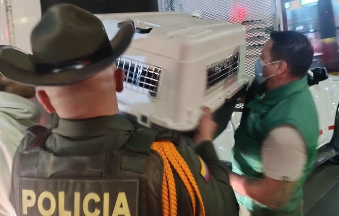 Rescatan en TransMilenio a perrita utilizada para pedir limosna.