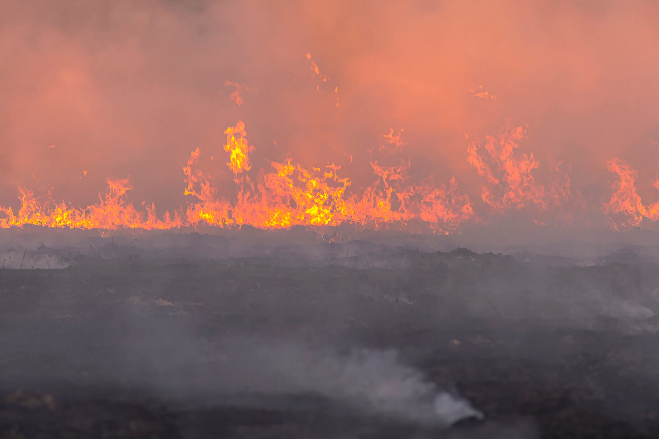 El avance de las quemas y el calentamiento global pone en riesgo el ecosistema.