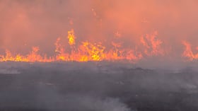 El avance de las quemas y el calentamiento global pone en riesgo el ecosistema.