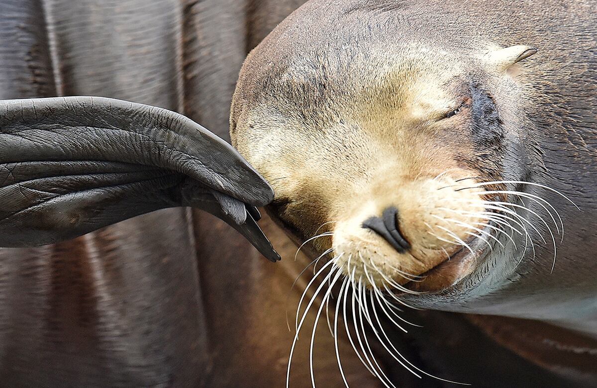 Una foca se rasca el ojo en el zoológico de la ciudad de Gelsenkirchen, Alemania. (AP/Martin Meissner)